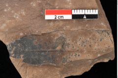 Foto (Detailansicht) von Quercus palaeoilex Ettingshausen (NHMW-GEO-2024-0188-0744)